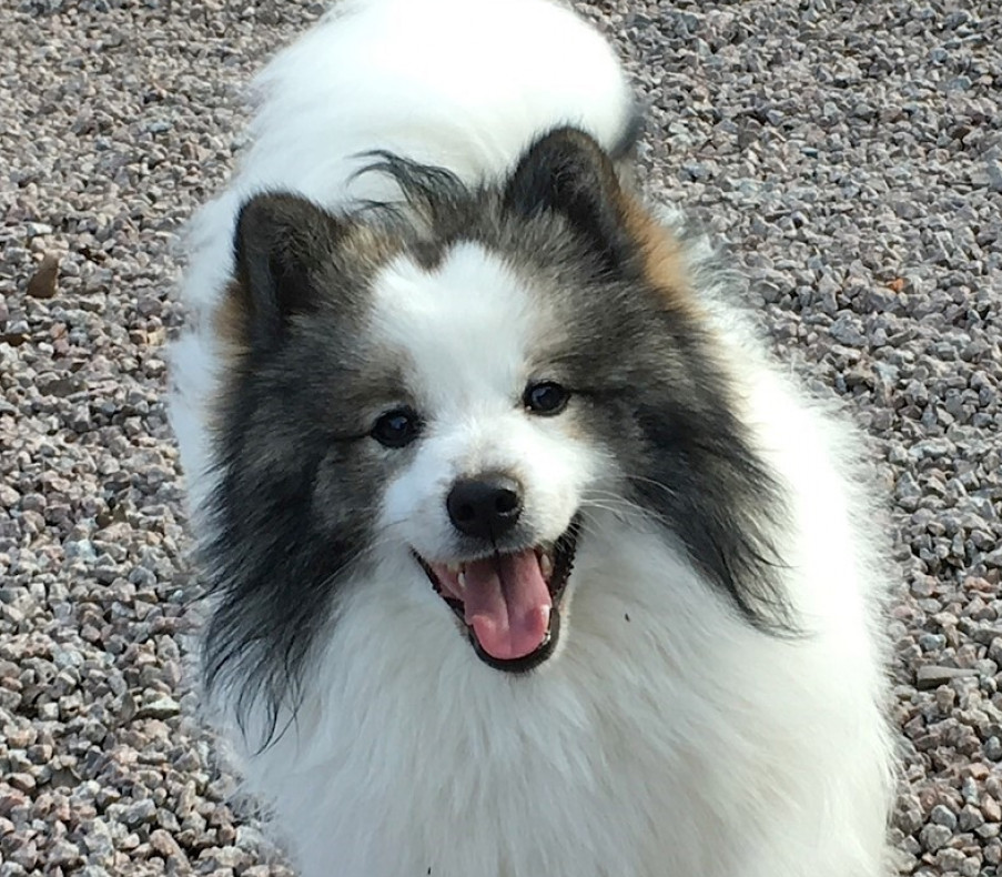 Lejonbols kennel, hund och kattpensionat